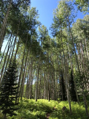 Denver Group Scenario Session