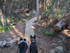 Doggie Hike Tips
