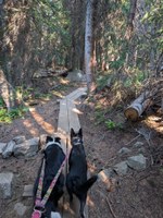 Doggie Hike Tips
