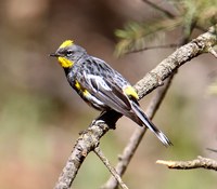 Genesee Mountain Park: Denver's Birding Treasure