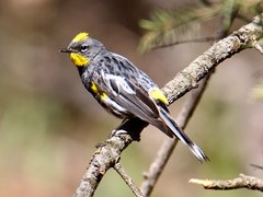 Genesee Mountain Park: Denver's Birding Treasure