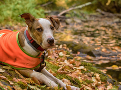 Heads Up for Trip Leaders, Field Day Instructors, and CMC Hikers: Hunting Season is Approaching