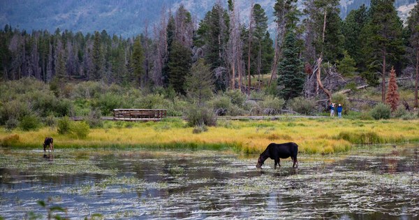 Moose_and_calf_at_Rocky_Mountain_National_Park_(44496303881).jpg