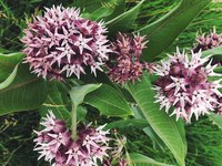 Rocky Mountain Wildflowers