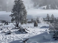 Yellowstone in Winter