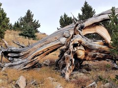 Ascending Hikes – Rosalie Peak via Tanglewood Creek Trail and Pegmatite Points