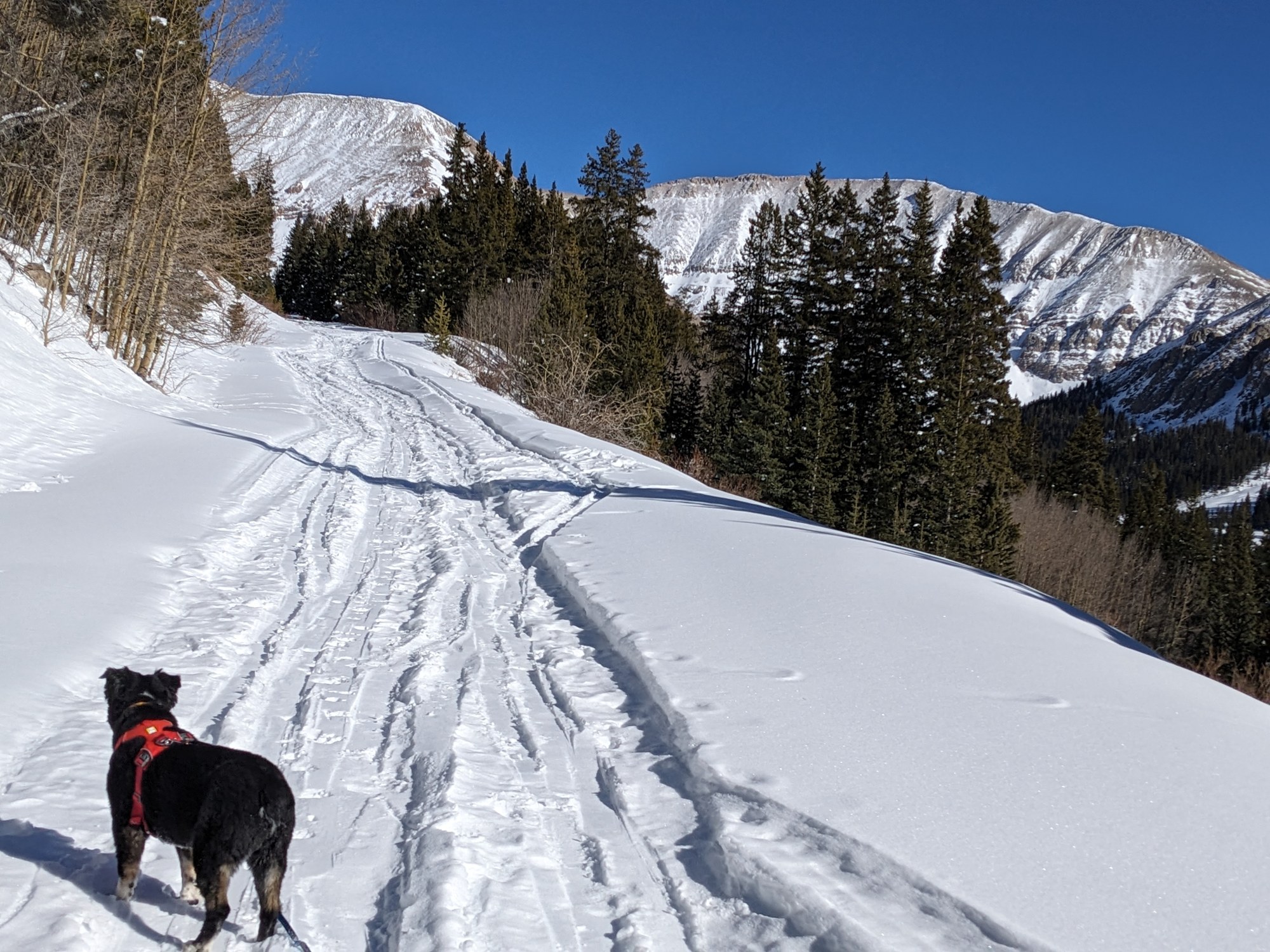 Backcountry Skiing/Splitboarding Leadville XC Ski / Friendly dogs are