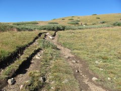 Conservation – Guanella Pass Conservation – Guanella Pass