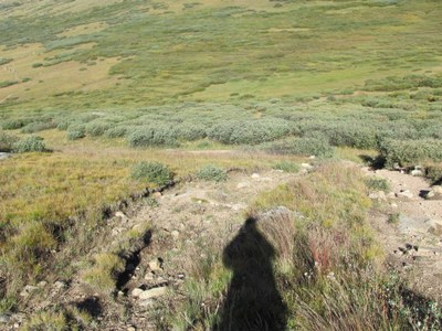 Conservation – Guanella Pass Conservation – Guanella Pass