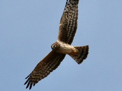 Exploring Nature – Rocky Mountain Arsenal