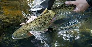 Fly Fishing – Elevenmile Canyon