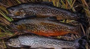 Fly Fishing – St Mary's Glacier Fly Fishing – St Mary's Glacier