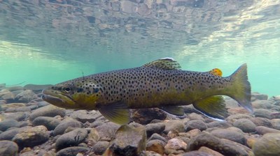 Fly Fishing – Taylor River