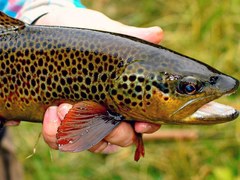 Fly Fishing – Upper Yampa River