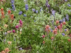 Hiking – Brainard Lake Picnic Site - Jean Lunning Trail Hiking – Brainard Lake Picnic Site - Jean Lunning Trail