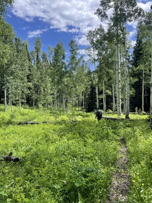 Hiking – Cascade Creek Trailhead Hiking – Cascade Creek Trailhead