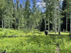 Hiking – Cascade Creek Trailhead Hiking – Cascade Creek Trailhead