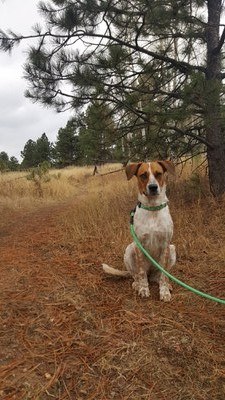 Hiking – Crested Butte- Green Lake (town of CB) dog friendly Hiking – Crested Butte- Green Lake (town of CB) dog friendly