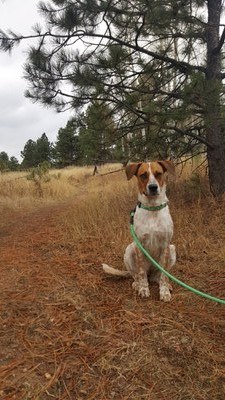 Hiking – Crested Butte- Green Lake (town of CB) dog friendly