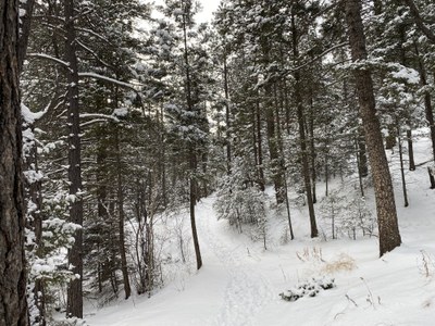 Hiking – North Cheyenne Canyon - Seven Bridges, Jones Park, Buckhorn Loop.