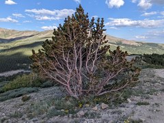 Hiking – Hoosier Pass