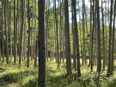 Hiking – Lake of the Woods Trail (Grand Mesa). We will explore about 4 reservoirs (Bull Basin & Bull Creek) along an 8 mile forested trail. Hiking – Lake of the Woods Trail (Grand Mesa). We will explore about 4 reservoirs (Bull Basin & Bull Creek) along an 8 mile forested trail.