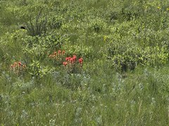 Hiking – Lincoln Mountain Open Space - Lincoln Mountain Trail