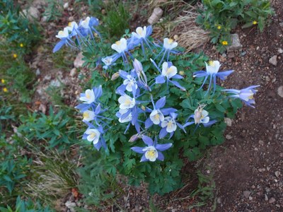 Hiking – Peaceful Valley Wildflower Walk Hiking – Peaceful Valley Wildflower Walk