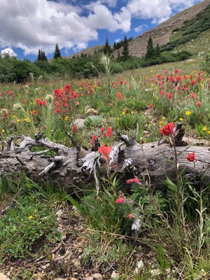 Hiking – Upper Straight Creek TH