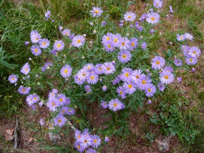 Hiking – Wildflower Walk Betasso Preserve Hiking – Wildflower Walk Betasso Preserve