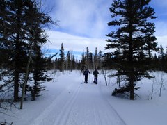 Nordic Skiing – Forest Fence