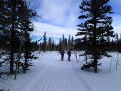 Nordic Skiing – Forest Fence Nordic Skiing – Forest Fence