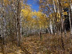 RMOTHG Trip – Golden Gate Canyon State Park - Horseshoe Trail to Frazer Meadow