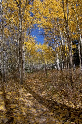RMOTHG Trip – Golden Gate Canyon State Park - Horseshoe Trail to Frazer Meadow