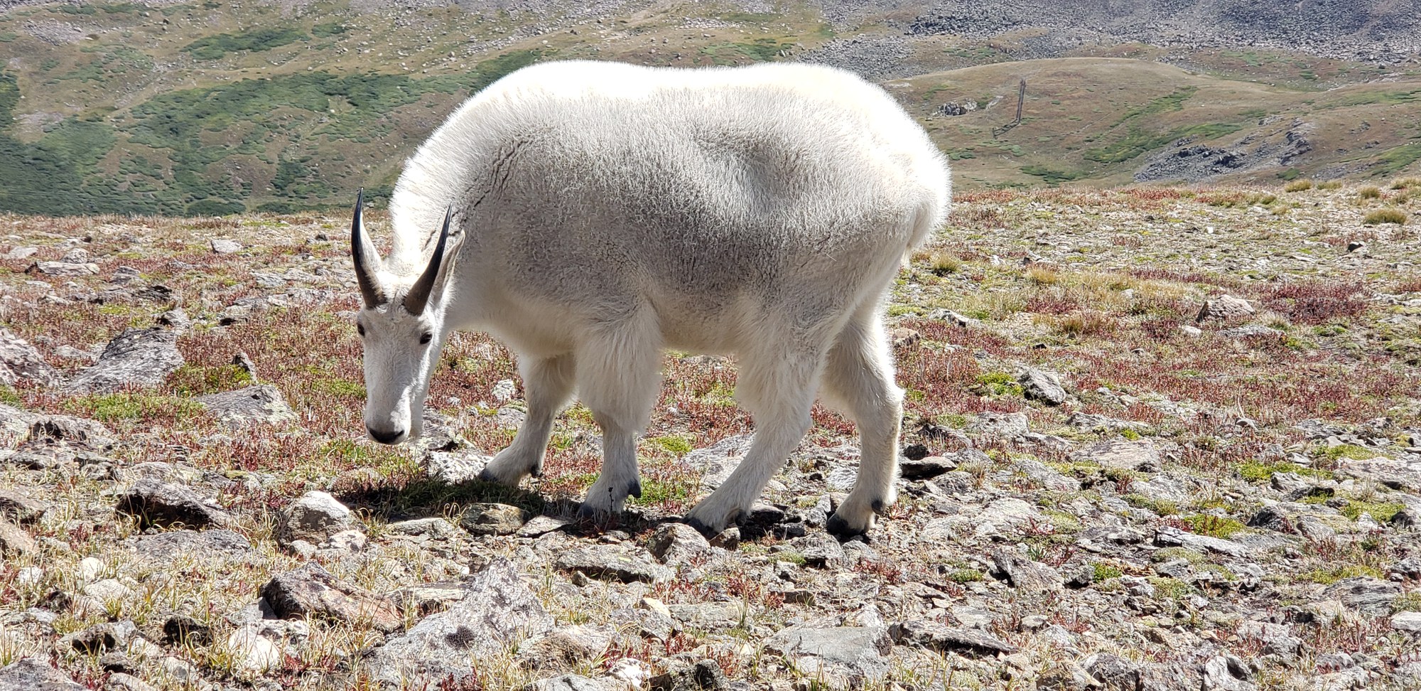 Argentine Pass — The Colorado Mountain Club