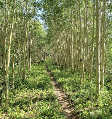 Bear Creek Loop