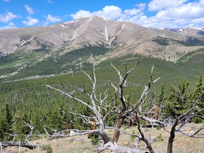 Gold Dust Trail North