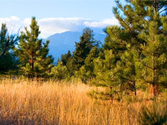 Mt. Esther