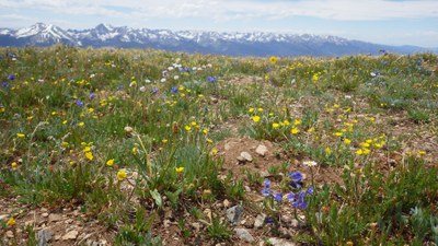 Ptarmigan Peak Trail