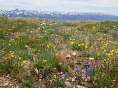 Ptarmigan Peak Trail