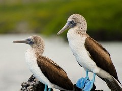 Quito and The Galapagos Islands Multi-Sport Adventure Quito and The Galapagos Islands Multi-Sport Adventure