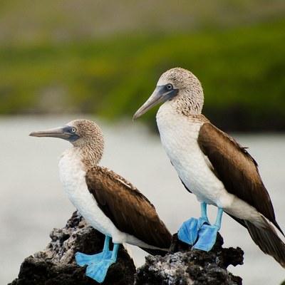 Quito and The Galapagos Islands Multi-Sport Adventure Quito and The Galapagos Islands Multi-Sport Adventure