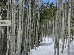 Rosalie Trail