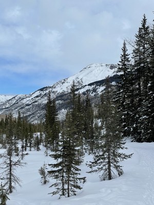 Top of the Pines