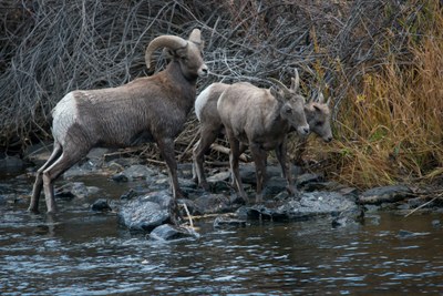 Waterton Canyon