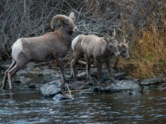 Waterton Canyon