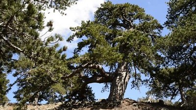 Windy Ridge Bristlecone Pine Scenic Area