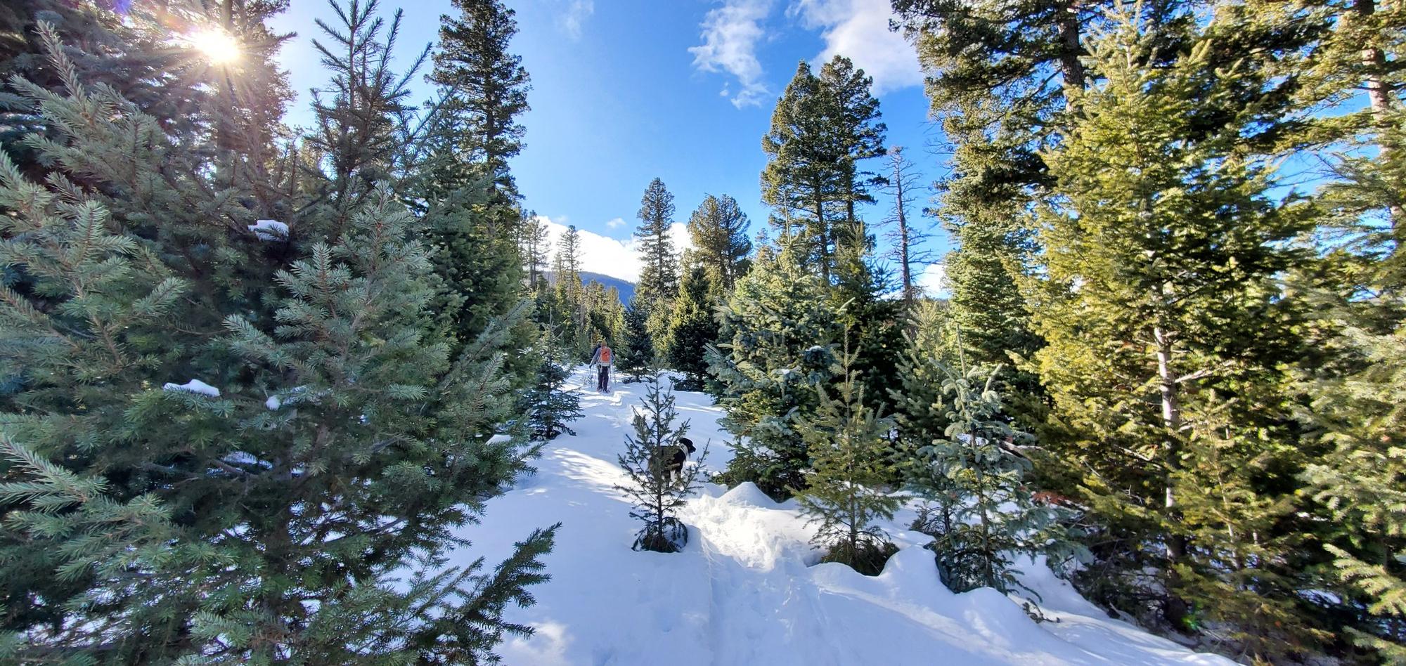 Basic Snowshoe Lake Isabel Recreation Area Logging Road at San