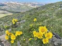 Mountain Voices: Wildflower ID & Author Talk