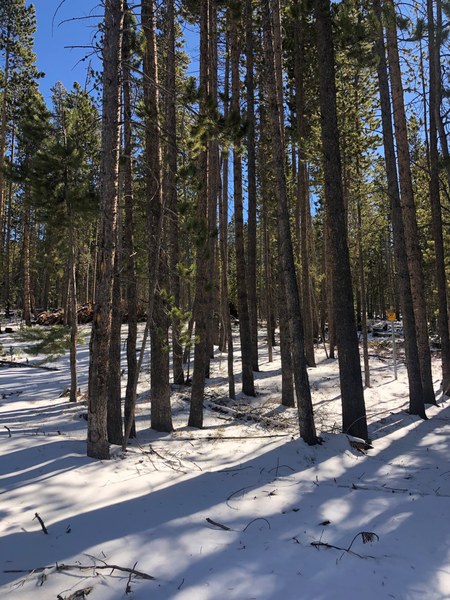 Rendezvous- borders National Forest boundaries.jpg